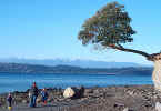 Dauntless madrona tree by beach November 1978