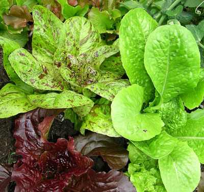 Biological diversification with lettuces at the P-Patch