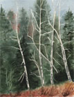 Rebecca McGoodwin Watercolor: Alders, 2005