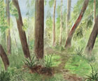 Rebecca McGoodwin Watercolor: Far Woods Trail, 2005