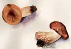 Rebecca McGoodwin Watercolor: Mushrooms, 2004