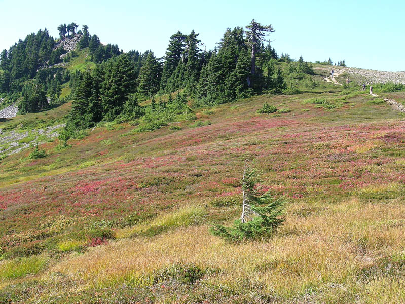 Flora on Ptarmigan Ridge trail 9/14/07