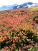 Flora on Ptarmigan Ridge trail 9/14/07