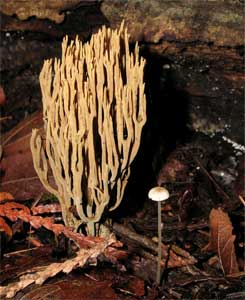 Indian Pipe, October 2004 (MCM Photo)